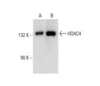 Histone Deacetylase 4 (HDAC4) Antibody (B-5) - Western Blotting - Image 144918 