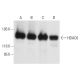 western blotting image from recommended Histone Deacetylase 6 (HDAC6) (D-11) monoclonal antibody replacement. Image 9884