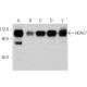 Este anticuerpo policlonal ha dejado de fabricarse. Consulta nuestro anticuerpo monoclonal recomendado <a href="hdac7-antibody-a-7">Histone Deacetylase 7 (HDAC7) (A-7)</a> (se muestran datos de muestra). western blotting image from recommended Histone Deacetylase 7 (HDAC7) (A-7) monoclonal antibody replacement. Image 359942