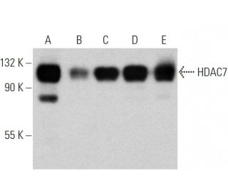 western blotting image from recommended Histone Deacetylase 7 (HDAC7) (A-7) monoclonal antibody replacement. Image 359942