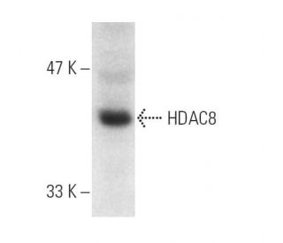 western blotting image from recommended Histone Deacetylase 8 (HDAC8) (E-5) monoclonal antibody replacement. Image 1418