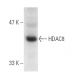 western blotting image from recommended Histone Deacetylase 8 (HDAC8) (E-5) monoclonal antibody replacement. Image 1418