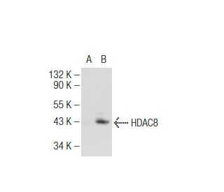 Histone Deacetylase 8 (HDAC8) Antibody (HDAC8-48) - Western Blotting - Image 127008