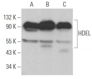 HDEL Antibody (2E7) - Western Blotting - Image 366874 