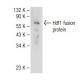Hdf1 Antibody (C-10) - Western Blotting - Image 109570