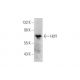 Hdf1 Antibody (C-10) - Western Blotting - Image 350822 