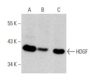 HDGF Antibody (E-7) - Western Blotting - Image 359518 