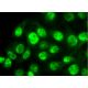 HDGF Antibody (H-3) - Immunofluorescence - Image 370973 