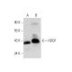 HDGF Antibody (H-3) - Western Blotting - Image 303834
