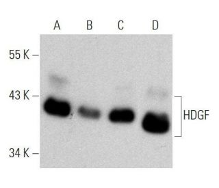 HDGF Antibody (H-3) - Western Blotting - Image 359512 