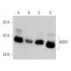 HDGF Antibody (H-3) - Western Blotting - Image 359512 