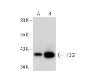 HDGF Antibody (E-7) - Western Blotting - Image 303835 