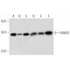 HDHD2 Antibody (C-1) - Western Blotting - Image 325075 