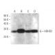HDHD2 Antibody (C-1) - Western Blotting - Image 371690