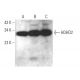 HDHD2 Antibody (C-1) - Western Blotting - Image 371691 