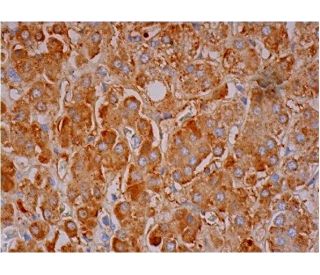 HDHD3 Antibody (C-1) - Immunohistochemistry - Image 293314 