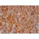 HDHD3 Antibody (C-1) - Immunohistochemistry - Image 293314 