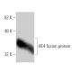 HE4 Antibody (3F9) - Western Blotting - Image 349024