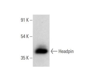 Headpin Antibody (E-1) - Western Blotting - Image 309653 