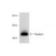 Headpin Antibody (E-1) - Western Blotting - Image 309653 