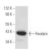 Headpin Antibody (E-1) - Western Blotting - Image 369019 