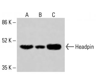 Headpin Antibody (B-5) - Western Blotting - Image 415324
