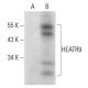 HEATR9 Antibody (C-1) - Western Blotting - Image 311744