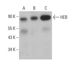 western blotting image from recommended HEB (D-3) monoclonal antibody replacement. Image 381937