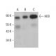 western blotting image from recommended HEB (D-3) monoclonal antibody replacement. Image 381937