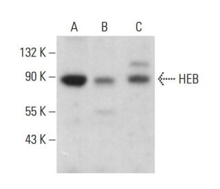 HEB Antibody (A-9) - Western Blotting - Image 379949 