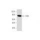 HEB Antibody (D-5) - Western Blotting - Image 345938