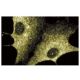 Hec1 Antibody (1) - Immunofluorescence - Image 60521 