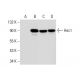 Hec1 Antibody (1) - Western Blotting - Image 304135