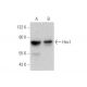 Hec1 Antibody (C-11) - Western Blotting - Image 350837
