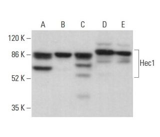 Hec1 Antibody (C-11) - Western Blotting - Image 381384 