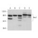 Hec1 Antibody (C-11) - Western Blotting - Image 381384 
