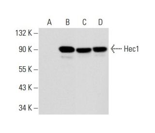 Hec1 Antibody (1) - Western Blotting - Image 304135