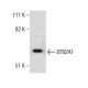 HEK293 Whole Cell Lysate: sc-45136. Western blot analysis of BTN2A1...