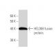 HEL308 Antibody (2406C1a) - Western Blotting - Image 16668