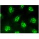 HELIC2 Antibody (B-11) - Immunofluorescence - Image 296504 