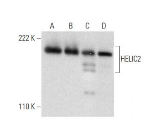 HELIC2 Antibody (B-11) - Western Blotting - Image 296231 