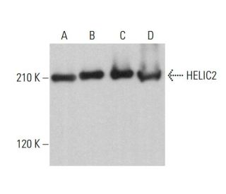 HELIC2 Antibody (B-11) - Western Blotting - Image 376714 