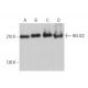 HELIC2 Antibody (B-11) - Western Blotting - Image 376714