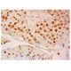 HELIC2 Antibody (G-9) - Immunohistochemistry - Image 305582 