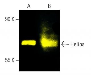 Helios Antibody (E-7) - Western Blotting - Image 403386 