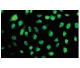 HELZ Antibody (FA-52) - Immunofluorescence - Image 53938 