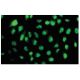 HELZ Antibody (FA-52) - Immunofluorescence - Image 53938 