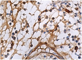 Heme Oxygenase 1/HMOX1 Antibody (A-3) | SCBT - Santa Cruz