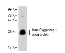 heme-oxygenase-1-antibody-a-3-