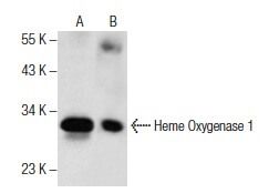 専用ページ heme-oxygenase-1-antibody-a-3-